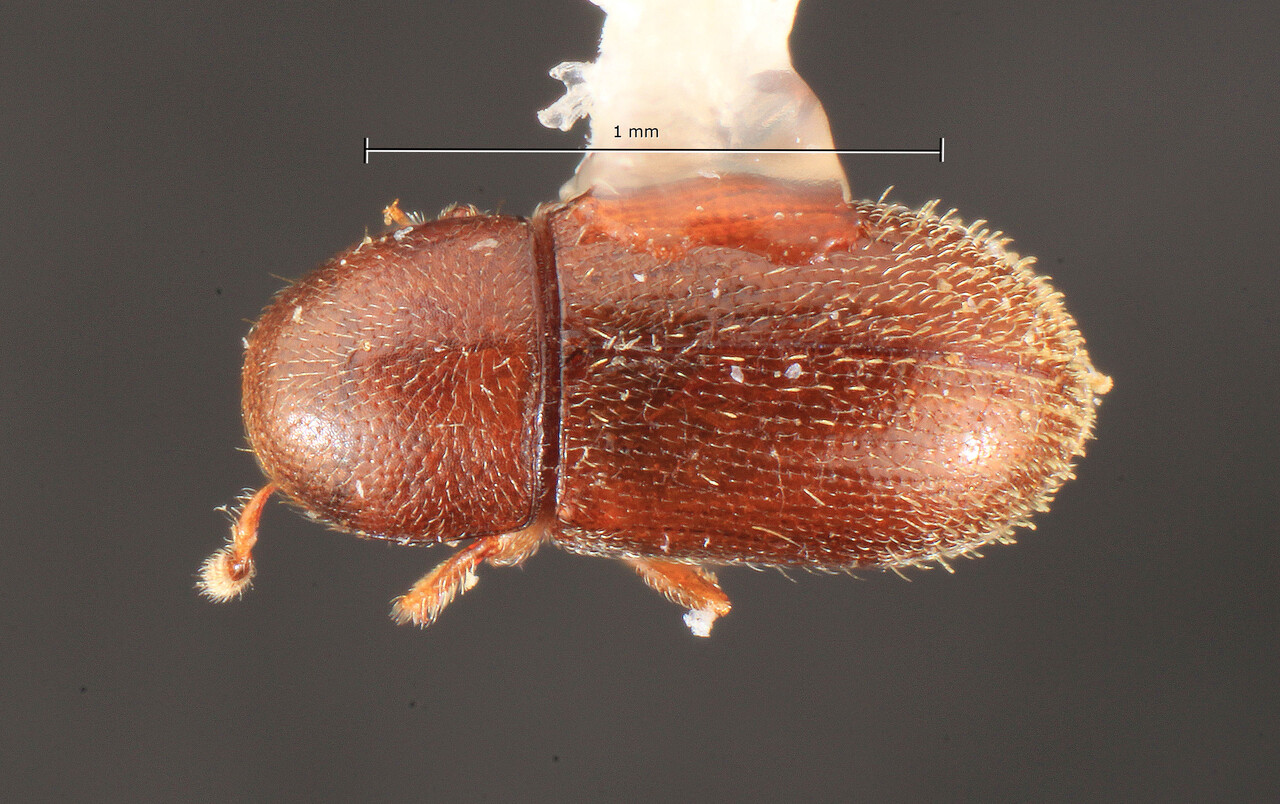 Genus / Species: Scolytodes bipilosus | Image Author: TH Atkinson | Location: Panamá, Panamá, Cerro Jefe, 8 km NE | Image Type: holotype | Collection: Texas A&M University Insect Collection