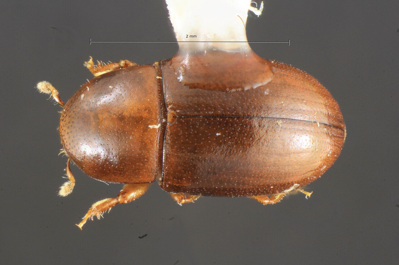 Genus / Species: Scolytodes bolivianus | Image Author: TH Atkinson | Location: Brazil, Mato Grosso, Humboldt (Trivelato) | Collection: Florida State Collection of Arthropods