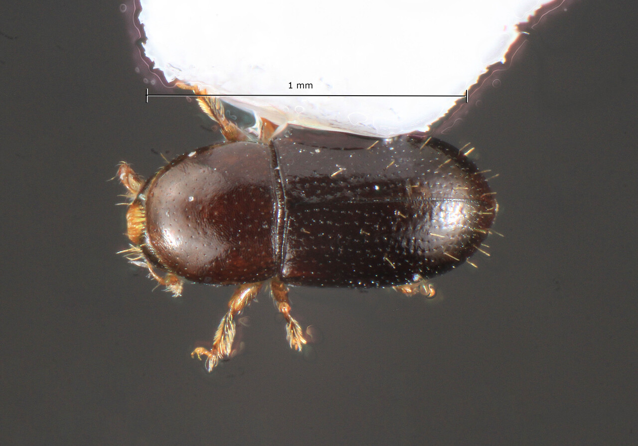 Genus / Species: Scolytodes borealis | Image Author: TH Atkinson | Location: México, Veracruz, Est. Biol. Los Tuxtlas | Collection: University of Texas Insect Collection