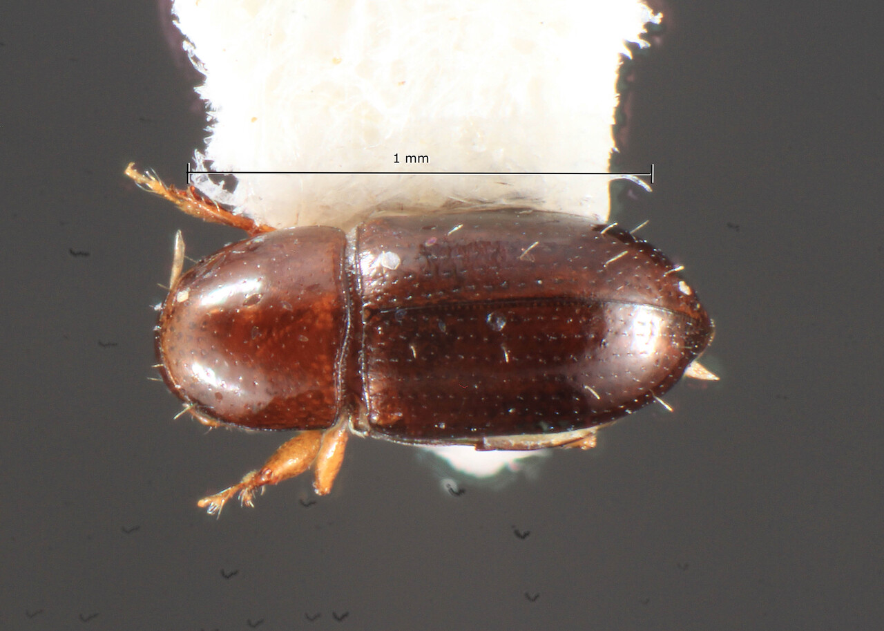 Genus / Species: Scolytodes caudatus | Image Author: TH Atkinson | Location: Costa Rica, San José, Zurqui de Moravia | Collection: California Academy of Sciences