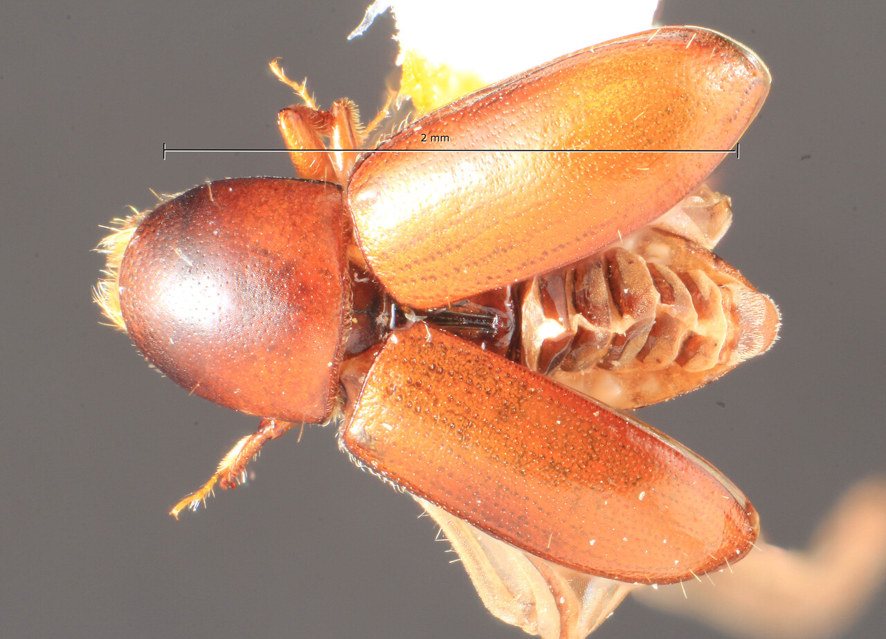 Genus / Species: Scolytodes cavus | Image Author: TH Atkinson | Location: Perú, Huanuco, Cerro Carpish, N side | Image Type: holotype | Collection: Field Museum of Natural History