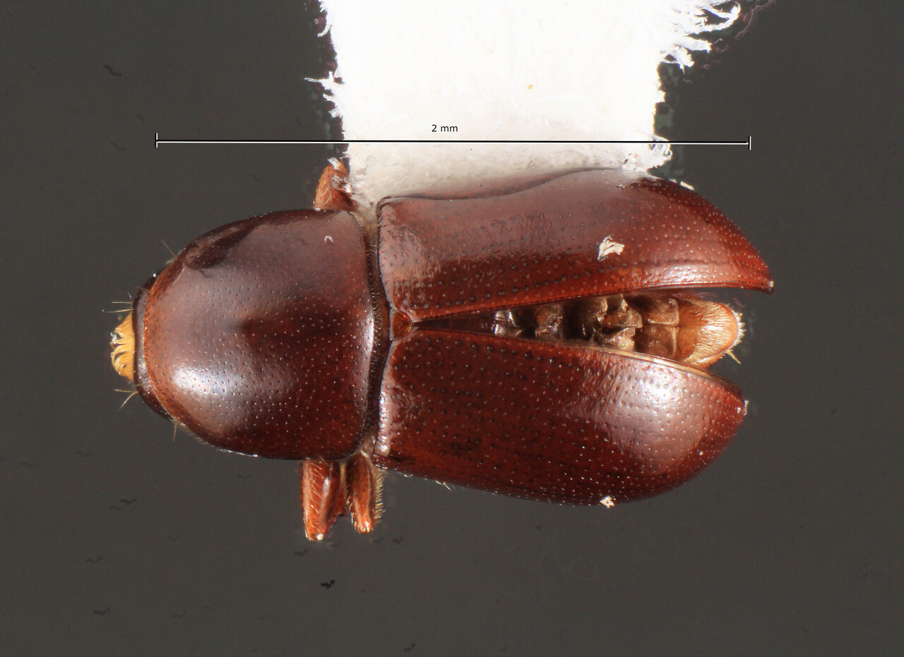 Genus / Species: Scolytodes cecropiavorus | Image Author: TH Atkinson | Location: Panamá, Chiriquí, Ojo de Agua, Fca. Hartmann | Collection: Texas A&M University Insect Collection