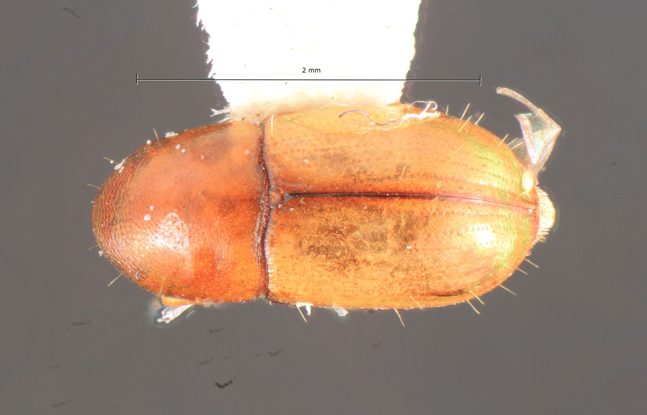 Genus / Species: Scolytodes costabilis | Image Author: TH Atkinson | Location: Costa Rica, San José, Braulio Carrillo N.P. | Collection: California Academy of Sciences