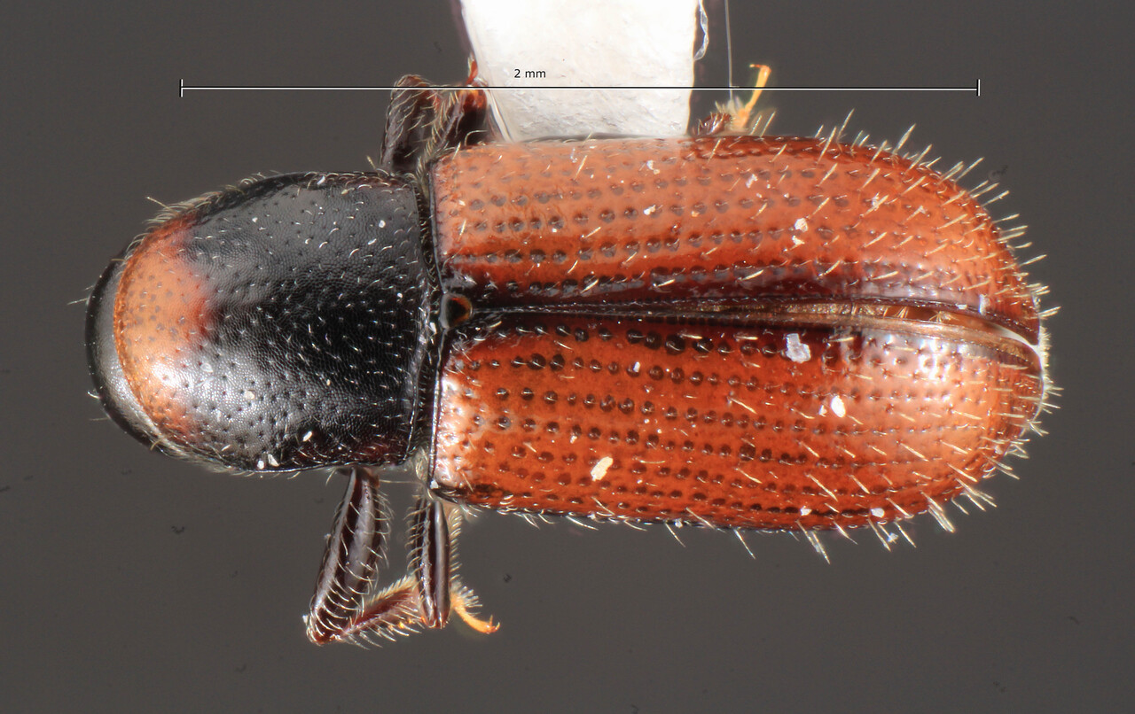 Genus / Species: Scolytodes curvicostatus | Image Author: TH Atkinson | Location: Costa Rica, Cartago, Tres de Junio, Carr. Inter-Amer, km 69 | Image Type: holotype | Collection: Florida State Collection of Arthropods