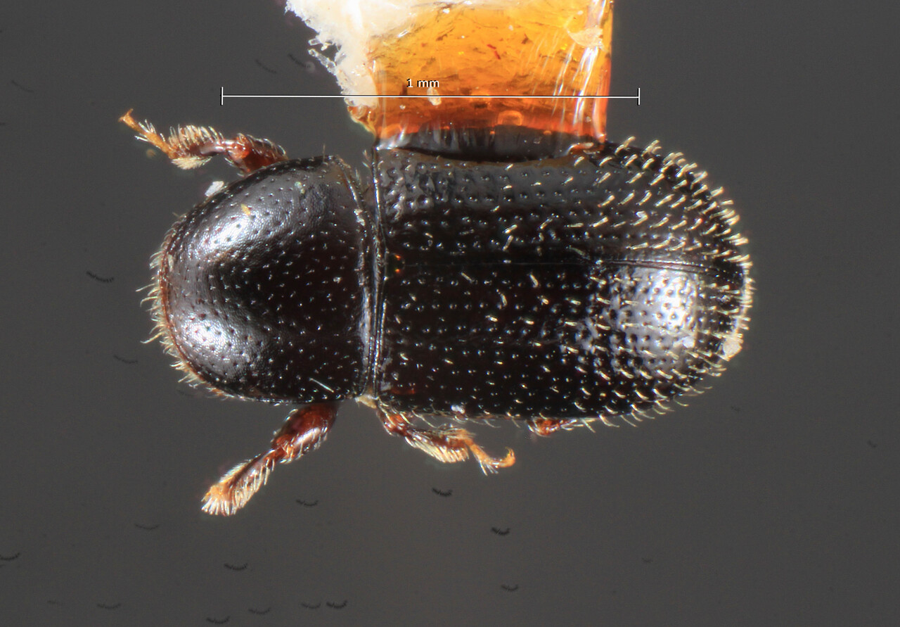 Genus / Species: Scolytodes dissimilis | Image Author: TH Atkinson | Location: Brazil, Santa Catarina, Nova Teutonia | Collection: Texas A&M University Insect Collection