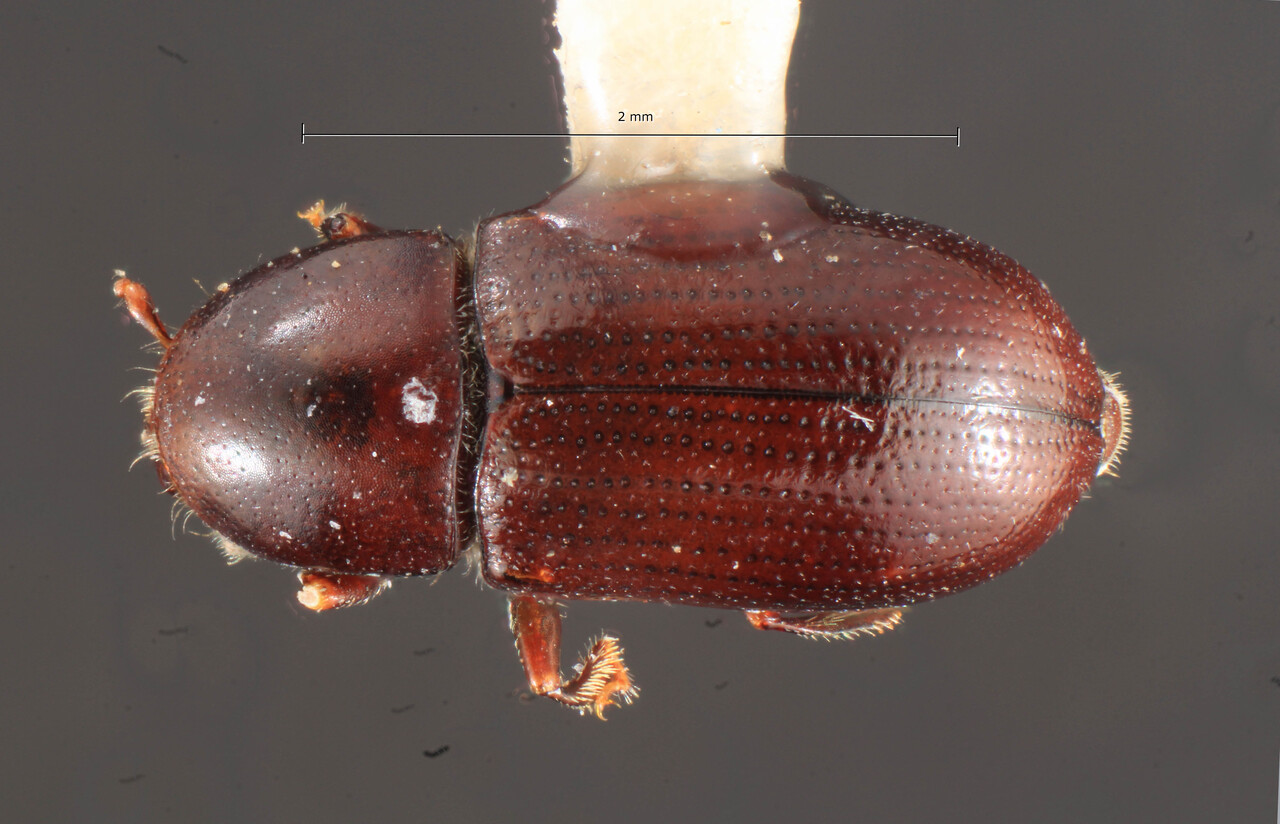 Genus / Species: Scolytodes elongatus | Image Author: TH Atkinson | Location: Panamá, Chiriquí, Cerropunta, 3 km W | Collection: Florida State Collection of Arthropods