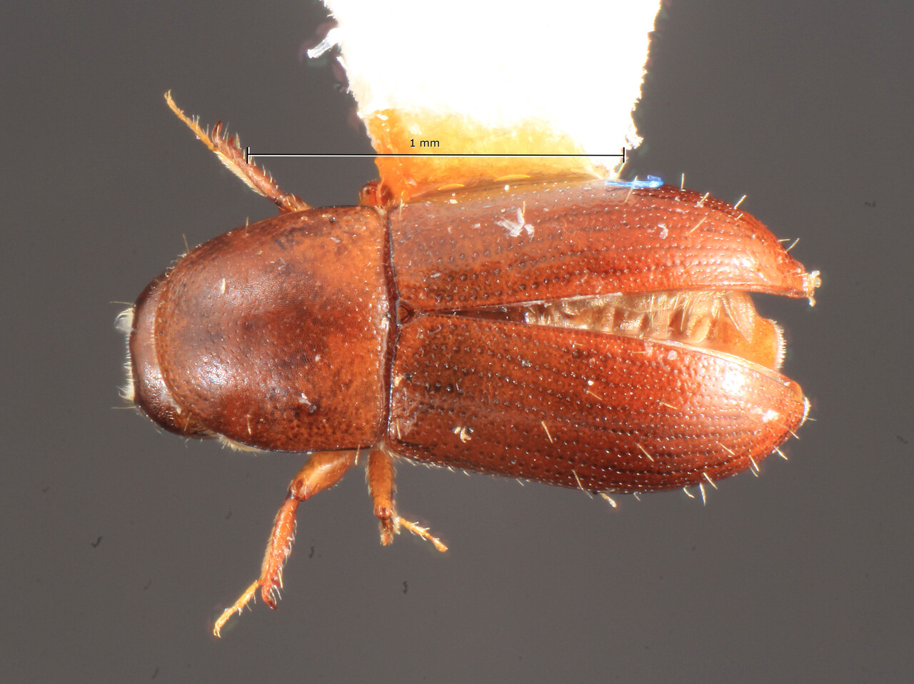 Genus / Species: Scolytodes excavatus | Image Author: TH Atkinson | Location: Perú, Huanuco, Cordillera Azul, 37 km NE Tingo Maria | Image Type: holotype | Collection: Field Museum of Natural History