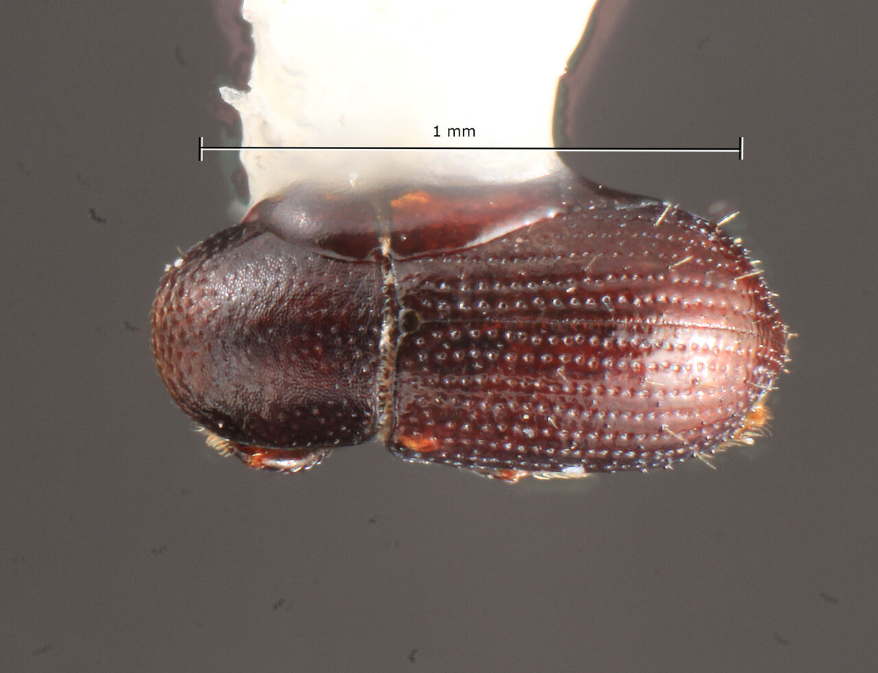 Genus / Species: Scolytodes granulatus | Image Author: TH Atkinson | Location: Panamá, Veraguas, Cerro Tute, 8 km W Santa Fe | Image Type: holotype | Collection: Texas A&M University Insect Collection