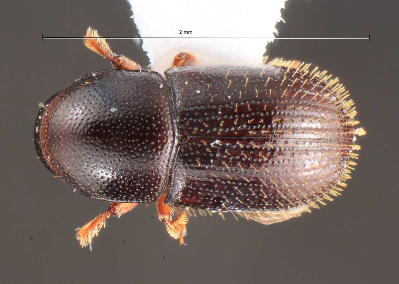 Genus / Species: Scolytodes johnsoni | Image Author: TH Atkinson | Location: Fr. Guiana, Kaw Mtn. | Image Type: holotype | Collection: Florida State Collection of Arthropods