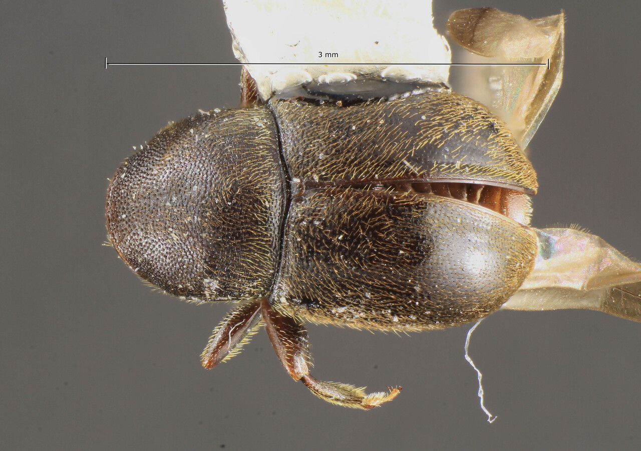 Genus / Species: Scolytodes major | Image Author: TH Atkinson | Location: Honduras, Cortés, Parque Nacional Cusuco | Collection: Escuela Agrícola Panaméricana