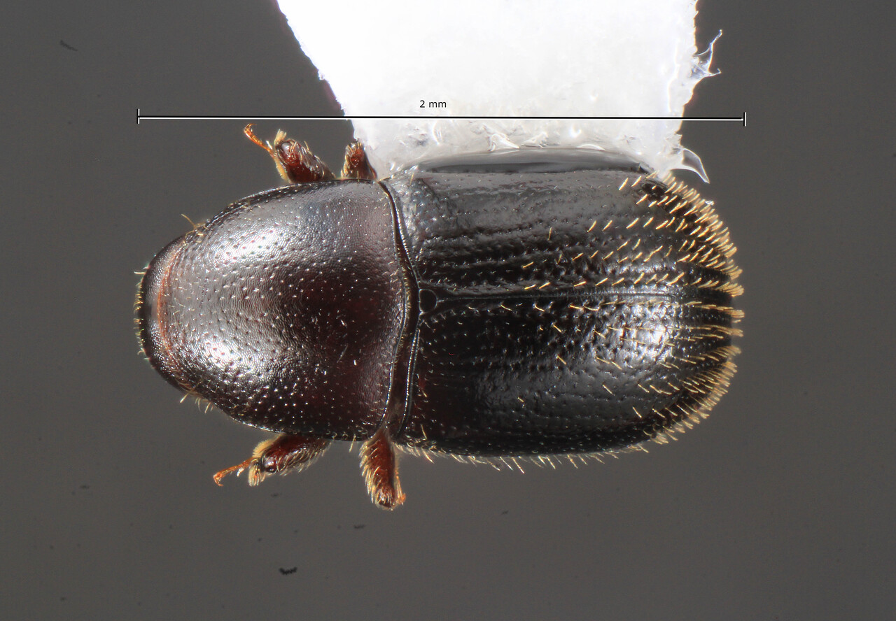 Genus / Species: Scolytodes maurus | Image Author: TH Atkinson | Location: México, Veracruz, Est. Biol. Los Tuxtlas | Collection: University of Texas Insect Collection