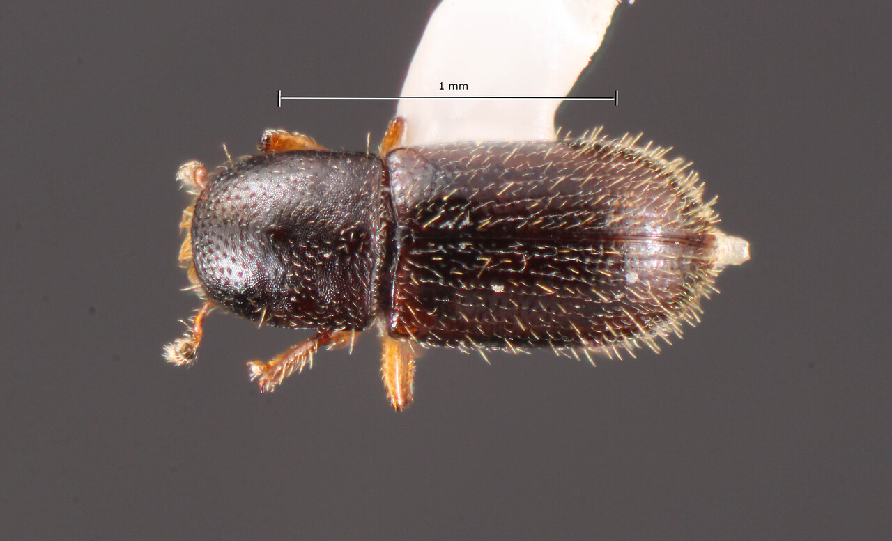 Genus / Species: Scolytodes micidus | Image Author: TH Atkinson | Location: México, Chiapas, Metzabok | Collection: University of Texas Insect Collection