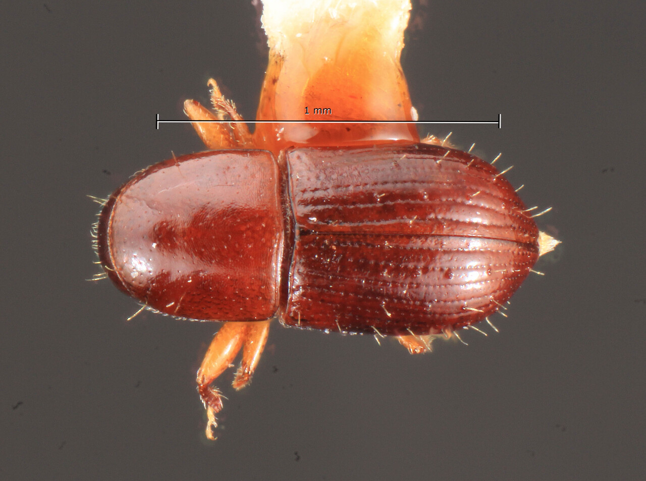 Genus / Species: Scolytodes minimus | Image Author: TH Atkinson | Location: Panamá, San Blas, Nusagandi | Image Type: holotype | Collection: Texas A&M University Insect Collection
