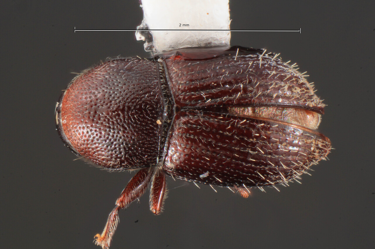 Genus / Species: Scolytodes montanus | Image Author: TH Atkinson | Location: Costa Rica, Puntarenas, Est. Biol. Las Alturas, 2 km NE Alturas | Collection: Florida State Collection of Arthropods