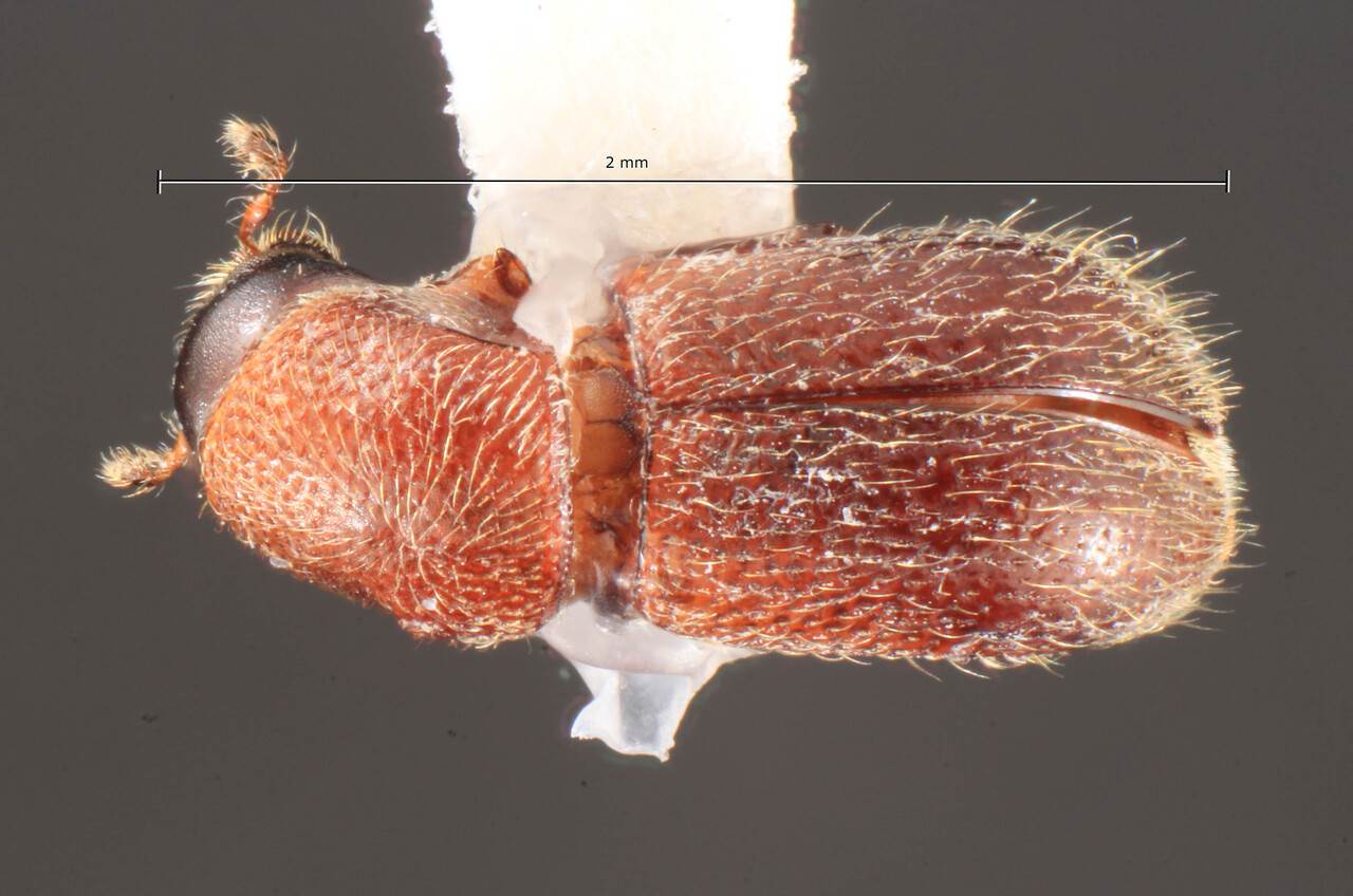 Genus / Species: Scolytodes monticola | Image Author: TH Atkinson | Location: Ecuador, Napo, Quito-Baeza Pass | Image Type: holotype | Collection: Florida State Collection of Arthropods