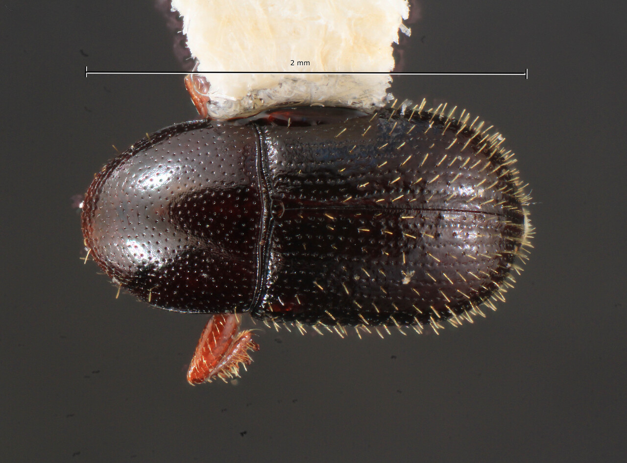 Genus / Species: Scolytodes nitidissimus | Image Author: TH Atkinson | Location: Trinidad and Tobago, Trinidad,  N. Range, 2 mi Jct. Brasso Seco and Arima-Blanchisseuse Rd. | Collection: California Academy of Sciences