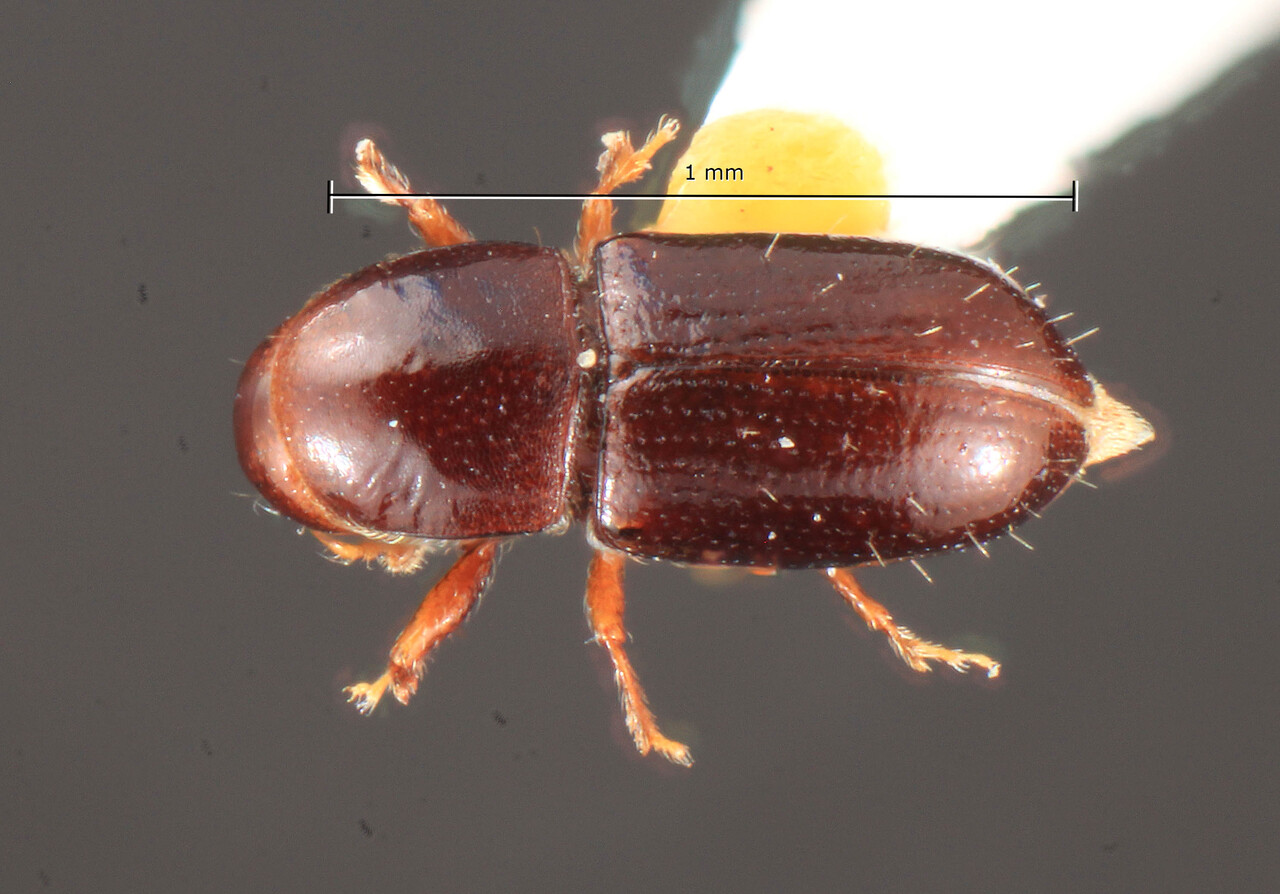 Genus / Species: Scolytodes nudifrons | Image Author: TH Atkinson | Location: Costa Rica, Puntarenas, Est. Biol. Las Cruces, 5 km SW | Image Type: holotype | Collection: Field Museum of Natural History