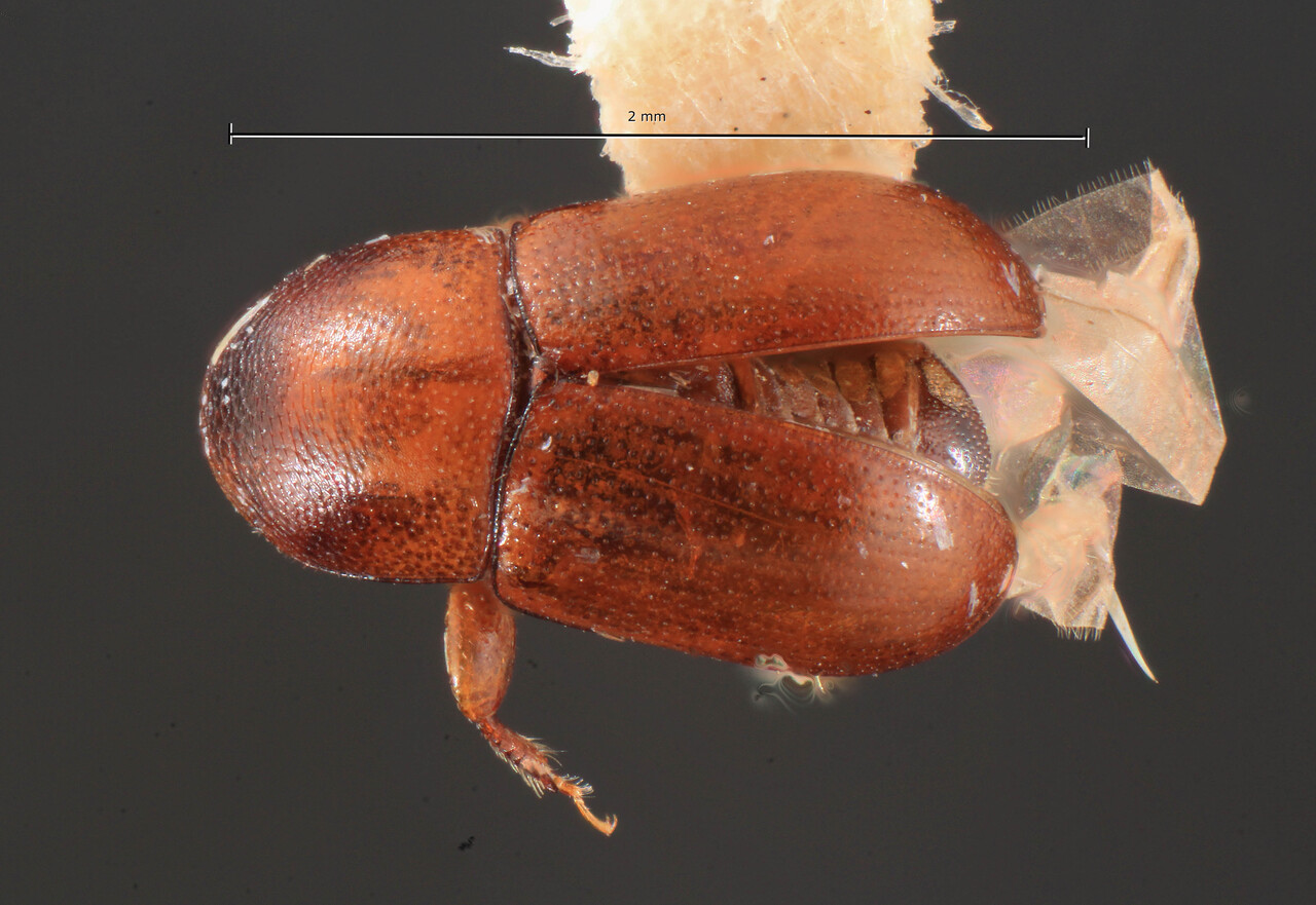 Genus / Species: Scolytodes pseudobicolor | Image Author: TH Atkinson | Location: Panamá, Panamá, Ft. Clayton, Albrook Forest | Collection: University of Texas Insect Collection