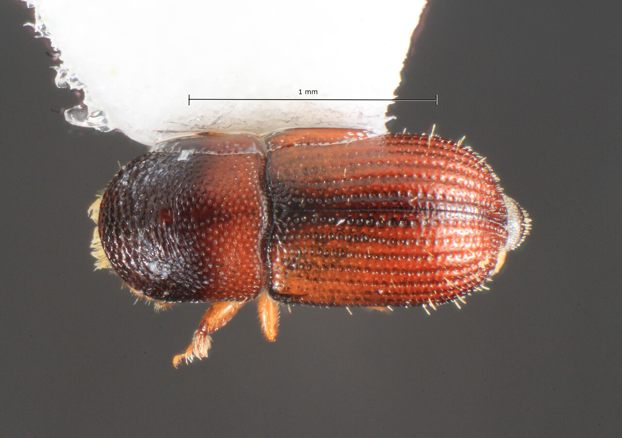 Genus / Species: Scolytodes pelicipennis | Image Author: TH Atkinson | Location: México, Oaxaca, Finca Monte Carlo, above Sta. Ma. Xadani | Collection: T.H. Atkinson, synoptic collection