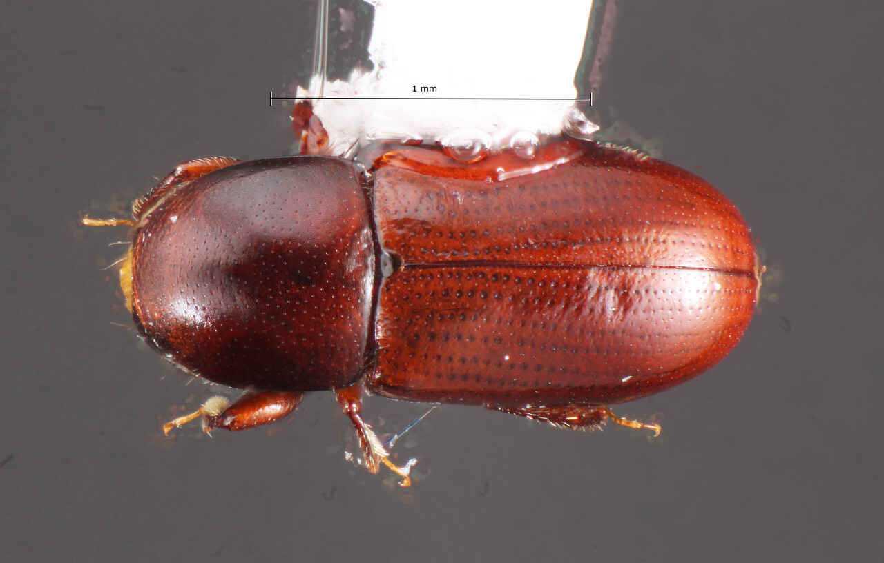 Genus / Species: Scolytodes piceus | Image Author: TH Atkinson | Location: Costa Rica, Puntarenas, Monteverde Reserve | Collection: California State Collection of Arthropods