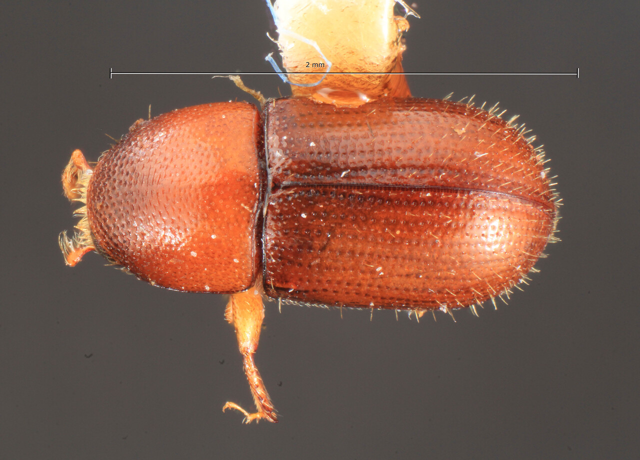Genus / Species: Scolytodes piliscapus | Image Author: TH Atkinson | Location: Panamá, Chiriquí, Reserva la Fortuna, Est. Biol. | Image Type: holotype | Collection: Texas A&M University Insect Collection