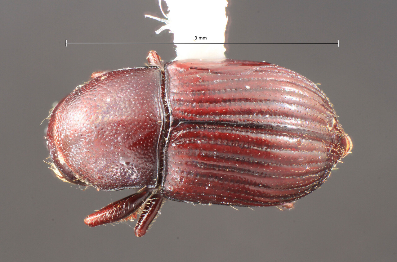 Genus / Species: Scolytodes potens | Image Author: TH Atkinson | Location: Panamá, Chiriquí, Boquete, 3 km N | Image Type: holotype | Collection: Texas A&M University Insect Collection