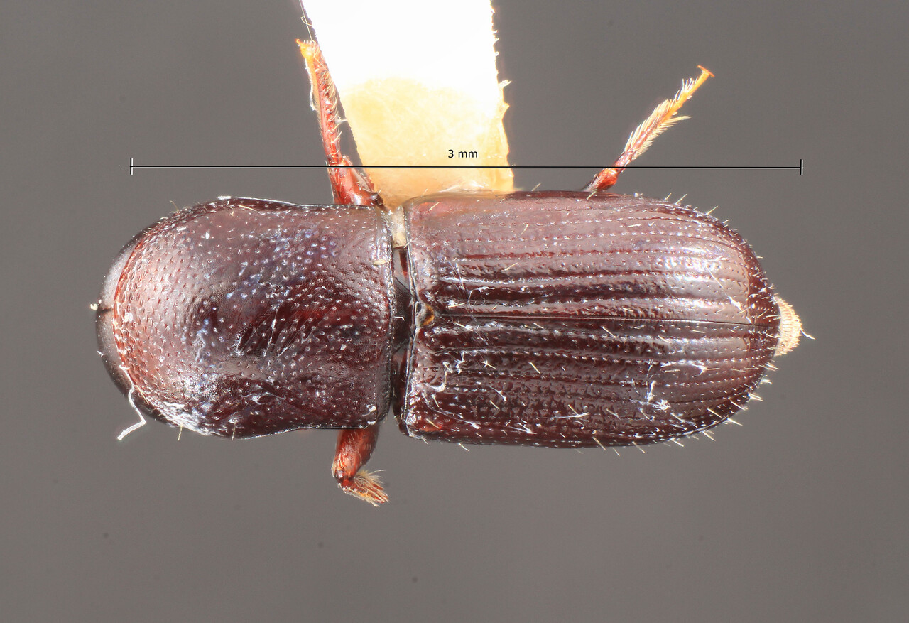 Genus / Species: Scolytodes prolatus | Image Author: TH Atkinson | Location: Honduras, Francisco Morazán, Parque Nac. La Tigra | Image Type: holotype | Collection: Florida State Collection of Arthropods