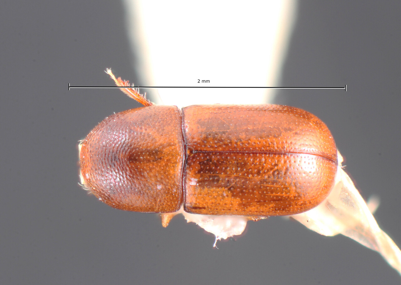 Genus / Species: Scolytodes punctifrons | Image Author: TH Atkinson | Location: Panamá, Panamá, Ft. Clayton, Albrook Forest | Collection: University of Texas Insect Collection