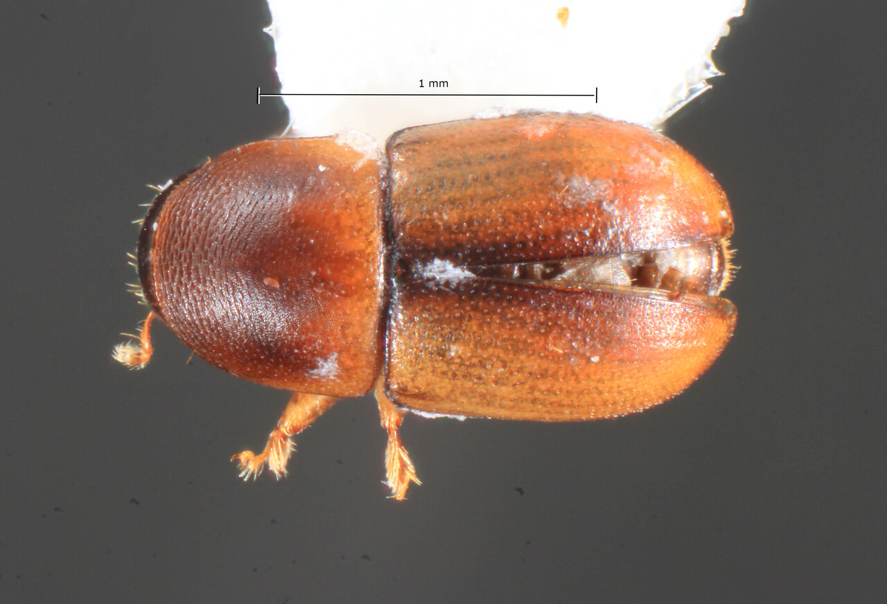 Genus / Species: Scolytodes reticulatus | Image Author: TH Atkinson | Location: México, Oaxaca, Finca Monte Carlo, above Sta. Ma. Xadani | Collection: University of Texas Insect Collection