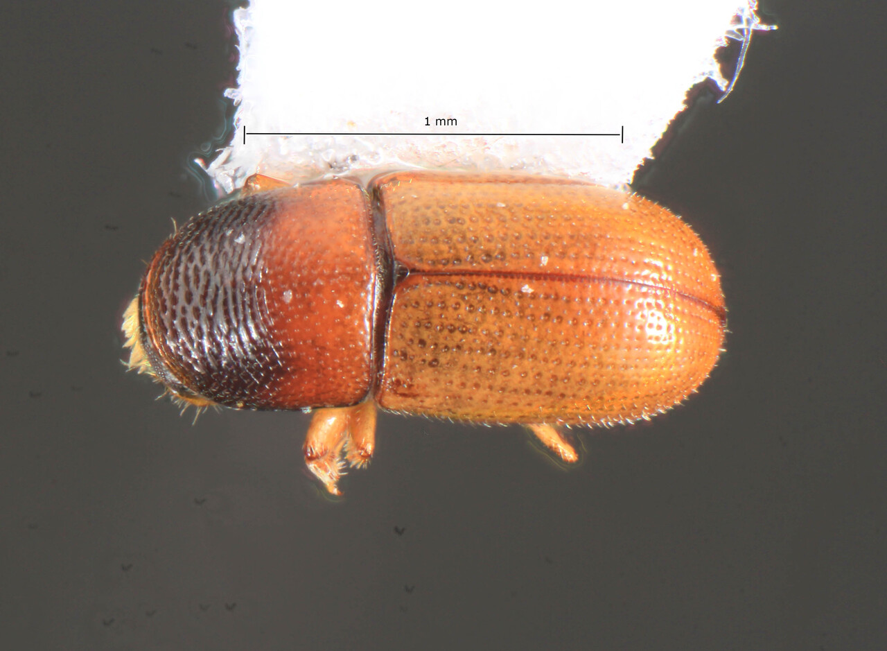 Genus / Species: Scolytodes glaber | Image Author: TH Atkinson | Location: United States, Florida, Rockledge | Collection: University of Texas Insect Collection