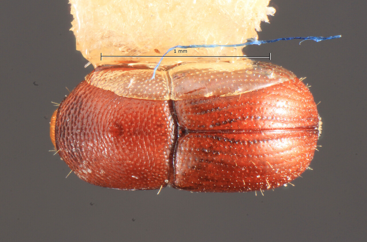 Genus / Species: Scolytodes spadix | Image Author: TH Atkinson | Location: Nicaragua, Zelaya, El Recreo | Collection: Centro de Entomología y Acarología