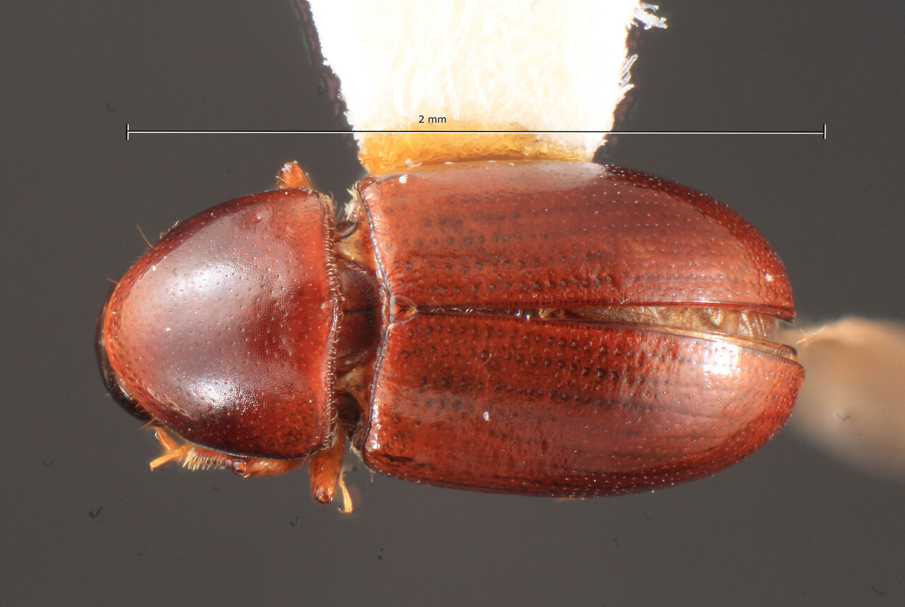 Genus / Species: Scolytodes speculofrons | Image Author: TH Atkinson | Location: Perú, Huanuco, Cordillera Azul, 39 km NE Tingo Maria | Image Type: holotype | Collection: Field Museum of Natural History