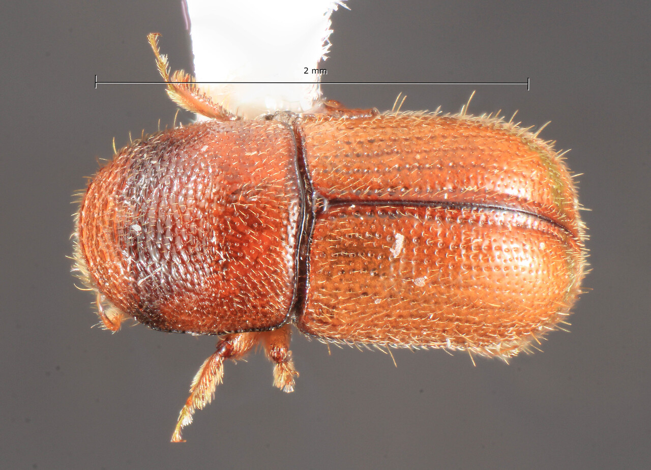 Genus / Species: Scolytodes steineri | Image Author: TH Atkinson | Location: Cayman Is, North Side | Image Type: holotype | Collection: Entomology