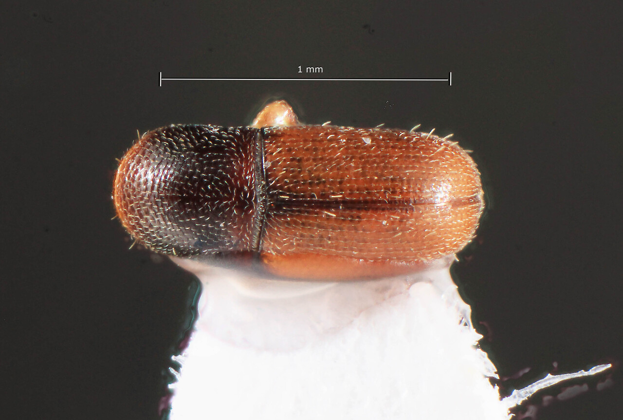 Genus / Species: Scolytodes tenuis | Image Author: TH Atkinson | Location: México, Michoacán, Zirimícuaro | Collection: University of Texas Insect Collection