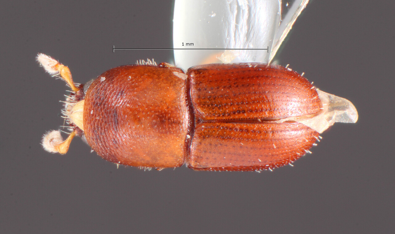Genus / Species: Scolytodes triangulus | Image Author: TH Atkinson | Location: Panamá, Colón, San Lorenzo Forest STRI,canopy crane site | Collection: University of Texas Insect Collection