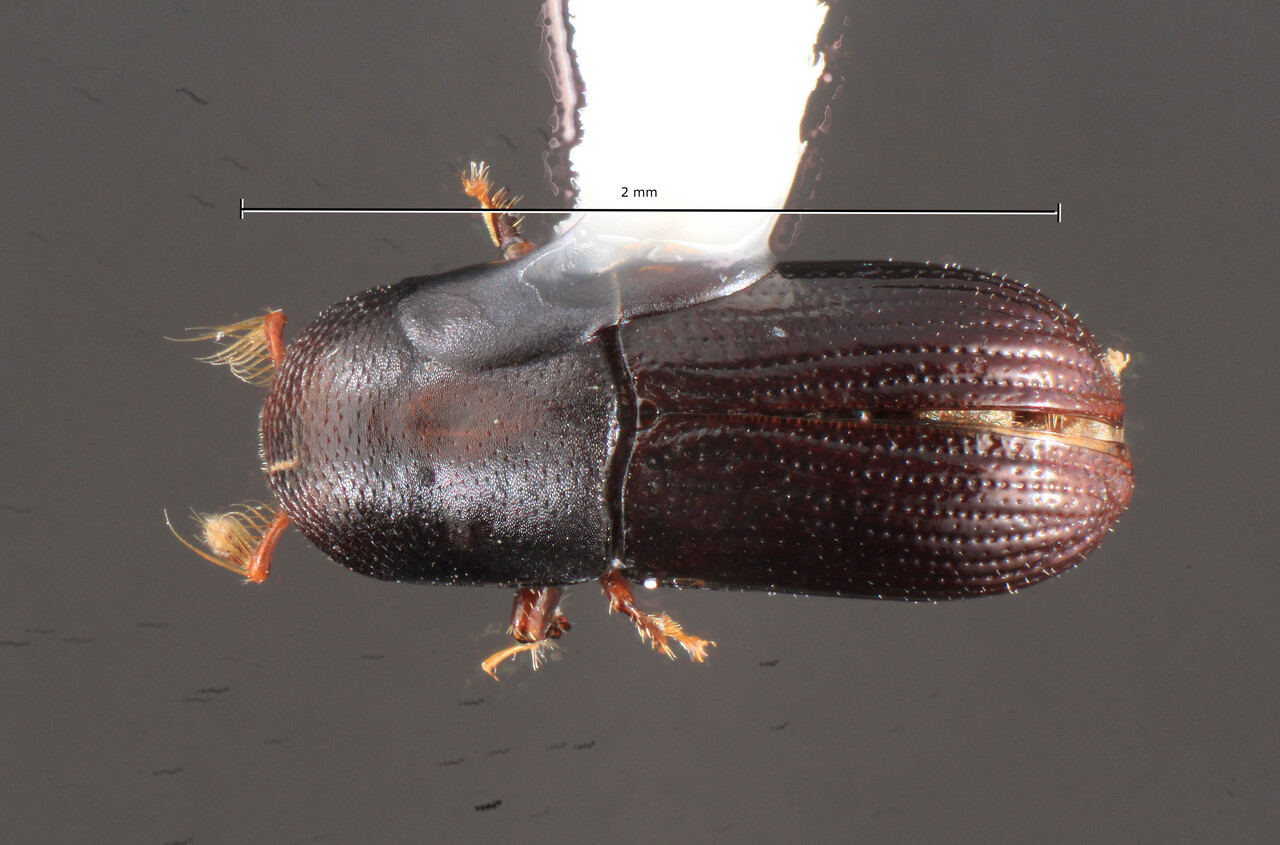 Genus / Species: Scolytodes unipunctatus | Image Author: TH Atkinson | Location: Costa Rica, Puntarenas, Estacion Biológica Monteverde | Collection: Entomology