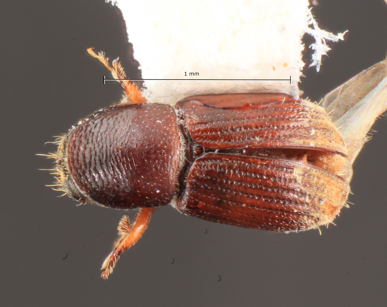 Genus / Species: Scolytodes vellus | Image Author: TH Atkinson | Location: Costa Rica, San José, Zurquí de Moravia | Image Type: holotype | Collection: California Academy of Sciences