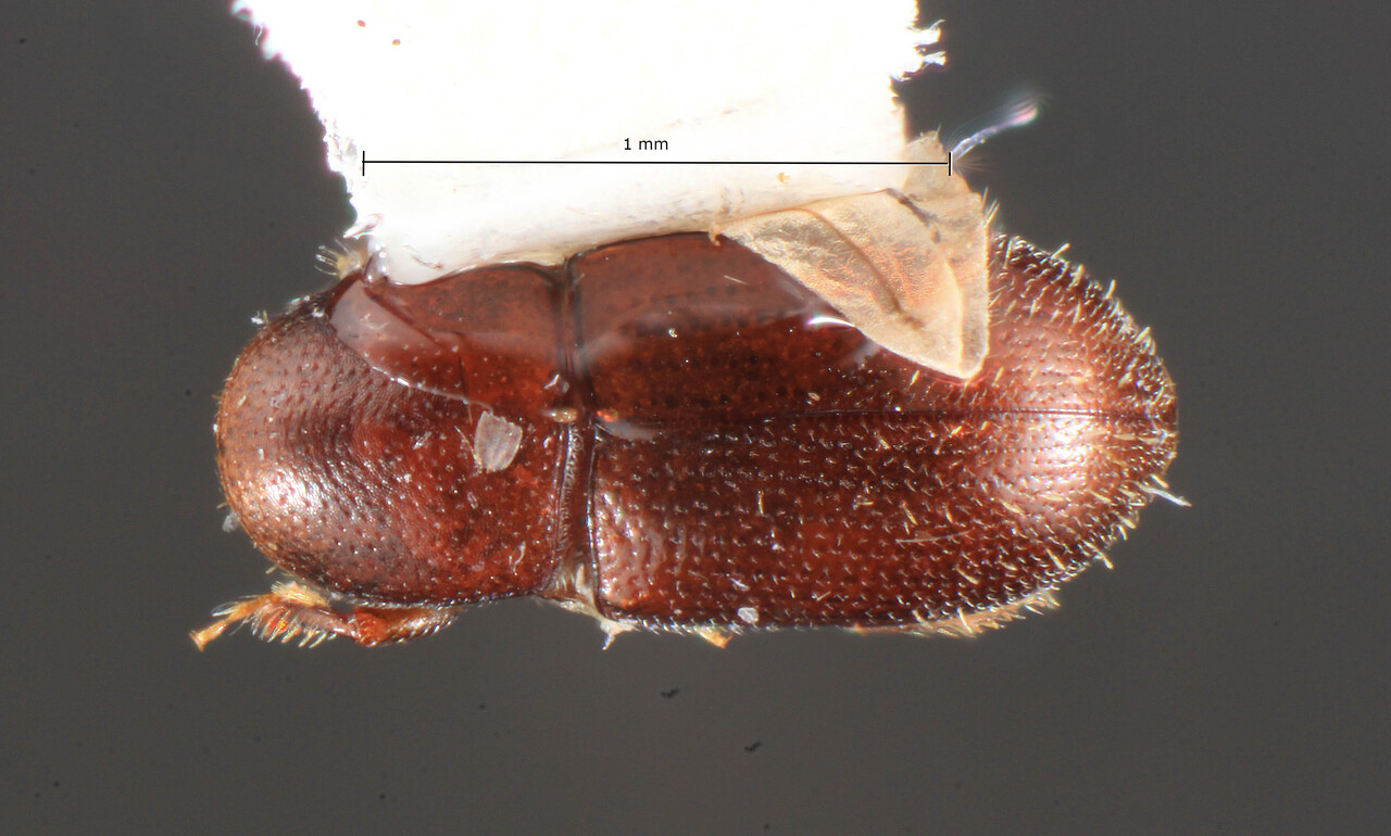 Genus / Species: Scolytodes venustus | Image Author: TH Atkinson | Location: Costa Rica, San José, Zurqui de Moravia | Collection: California Academy of Sciences