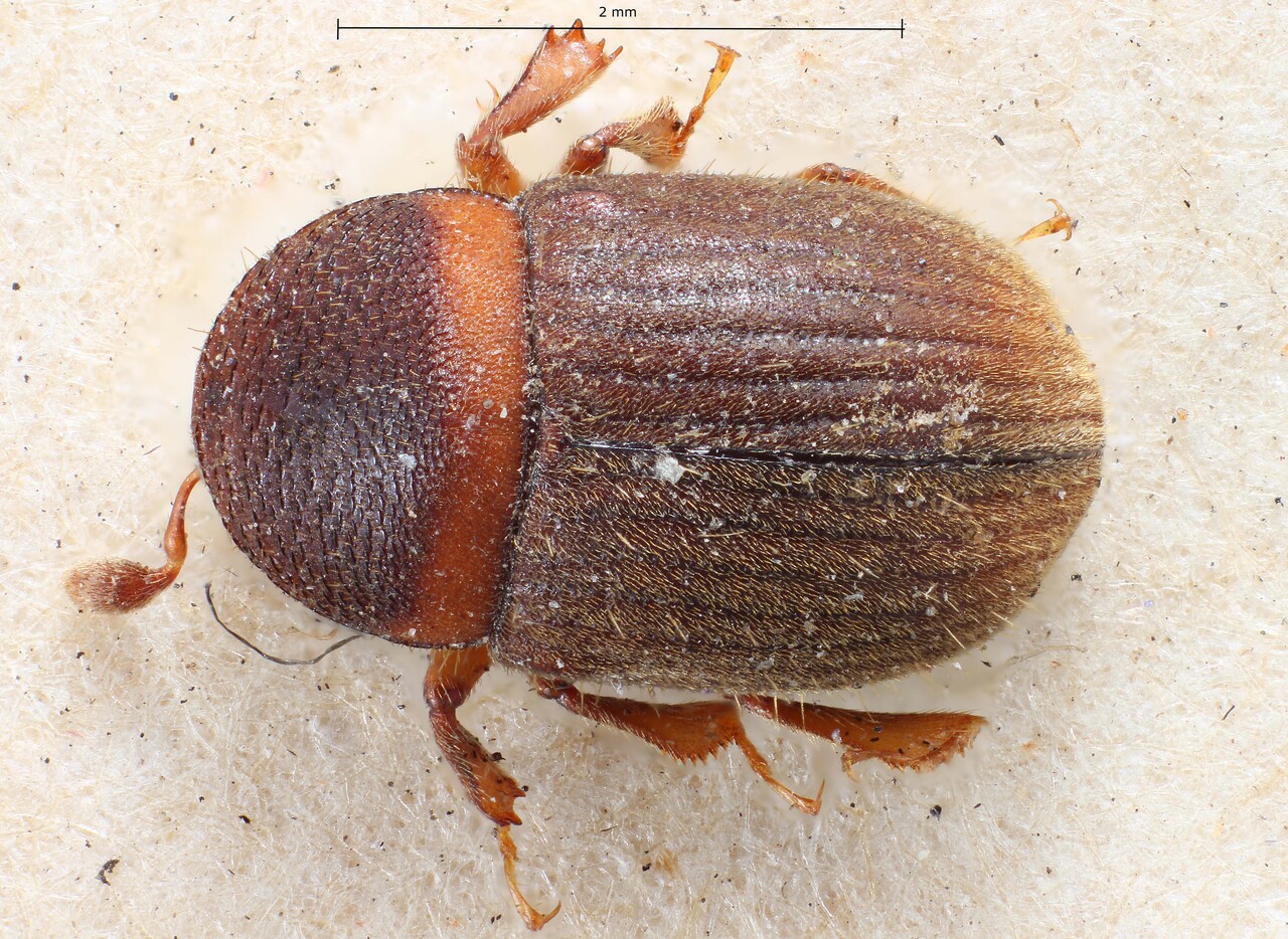 Genus / Species: Gymnochilus zonatus | Image Author: TH Atkinson | Location: Venezuela, unknown, Venezuela (country / region) | Collection: British Museum (Natural History)