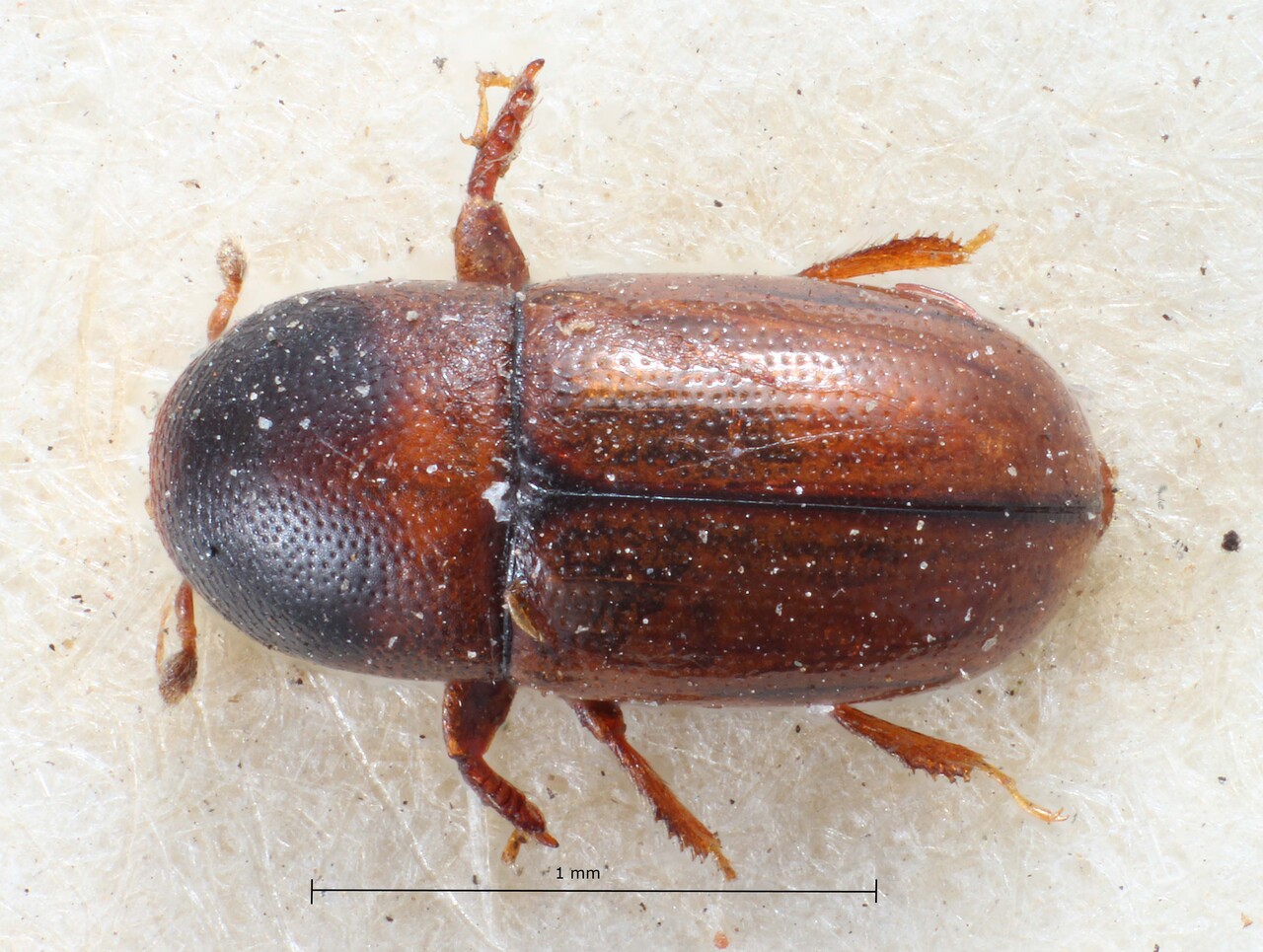 Genus / Species: Scolytodes melanocephalus | Image Author: TH Atkinson | Location: Guatemala, Quetzaltenango, Cerro Zunil | Image Type: lectotype | Collection: British Museum (Natural History)