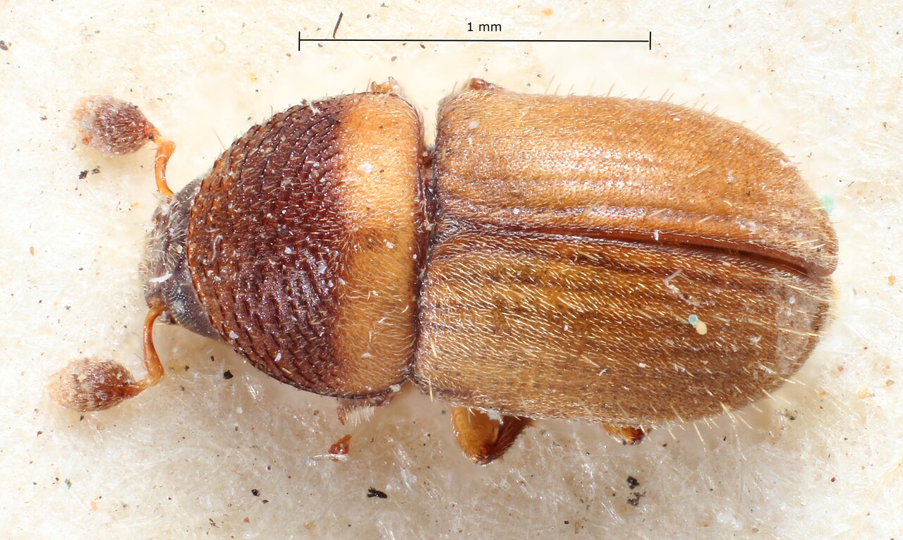 Genus / Species: Gymnochilus minor | Image Author: TH Atkinson | Location: Guatemala, Guatemala, Guatemala | Image Type: lectotype | Collection: British Museum (Natural History)