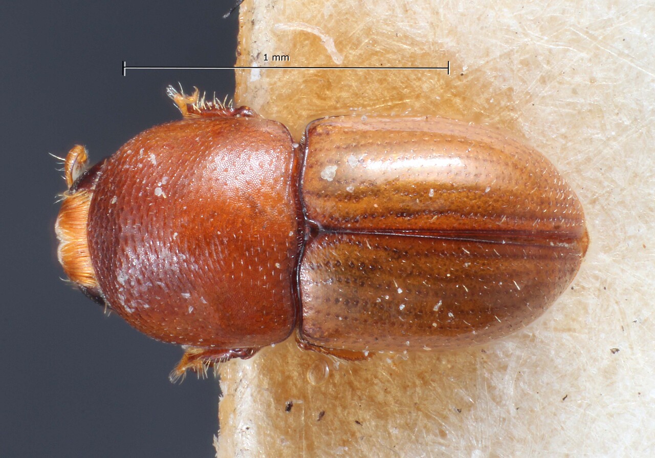 Genus / Species: Scolytodes guyanaensis | Image Author: TH Atkinson | Location: Trinidad and Tobago, Trinidad, Trinidad (island) | Collection: British Museum (Natural History)