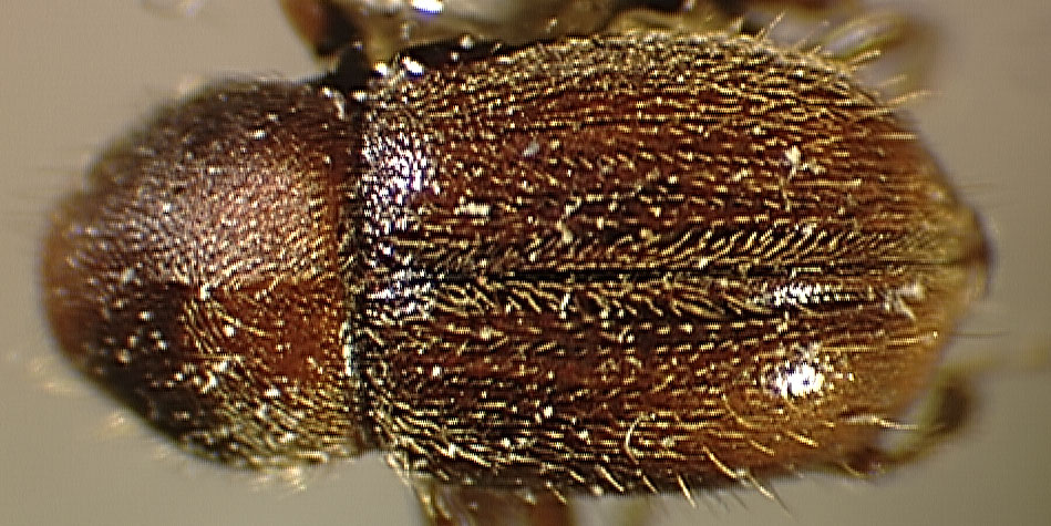 Genus / Species: Scolytodes opacus | Image Author: SL Wood | Location: Venezuela, Mérida, La Carbonera, 50 km NE Merida | Image Type: paratype | Collection: Entomology