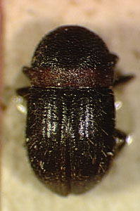 Genus / Species: Gymnochilus glaber | Image Author: SL Wood | Location: Perú, Cusco, Marcapata | Collection: Naturhistorisches Museum Wien