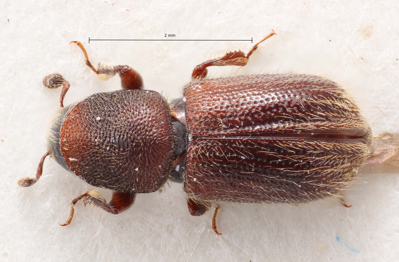 Genus / Species: Scolytodes setosicauda | Image Author: TH Atkinson | Location: Ecuador, Napo, Quito-Baeza Road | Collection: Zoological Museum
