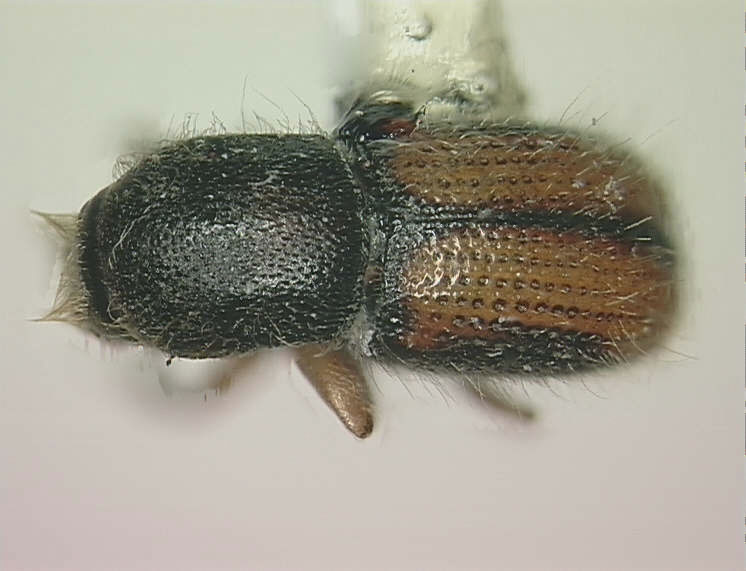 Genus / Species: Scolytodes varius | Image Author: SL Wood | Location: Venezuela, Mérida, La Mucuy | Image Type: paratype | Collection: Entomology
