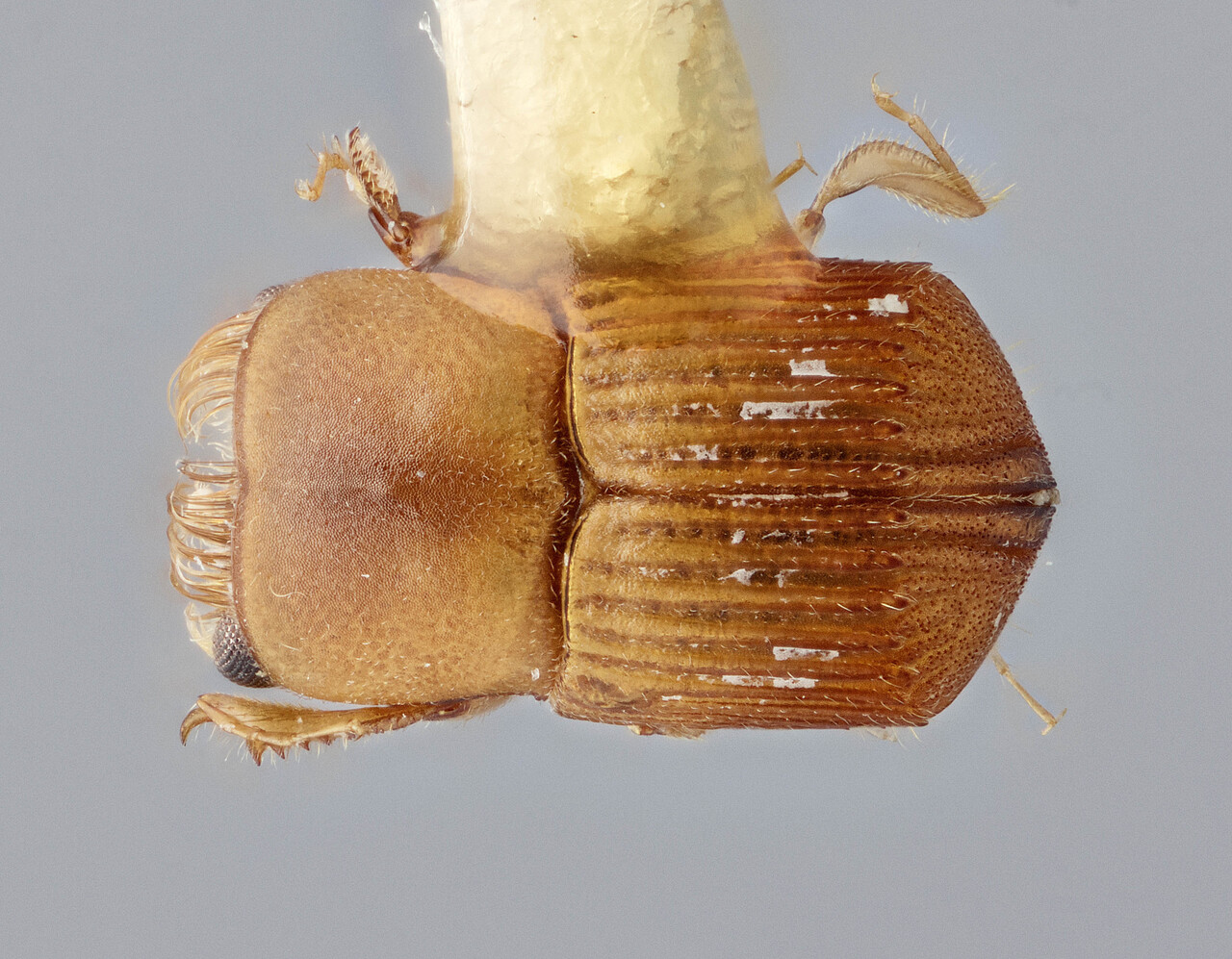Genus / Species: Scolytoplatypus reticulatus | Image Author: J Buffam | Location: Malaysia, Borneo, Mt. Kinabalu N.P. Mempening Trail | Image Type: holotype | Collection: Canadian National Collection of Insects, Arachnids and Nematodes
