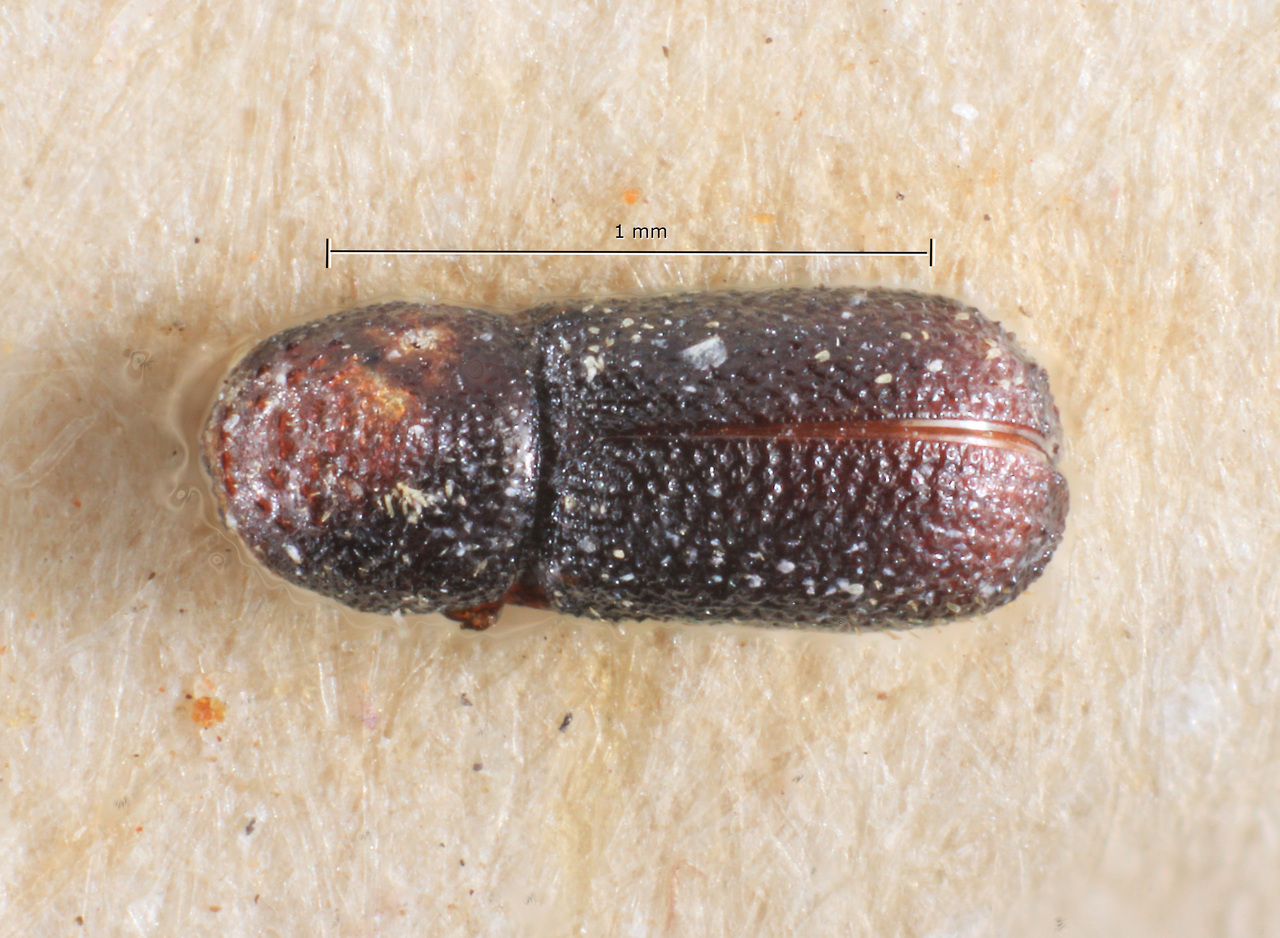 Genus / Species: Pseudothysanoes argentiniae | Image Author: TH Atkinson | Location: Argentina, Cordoba, Valle Hermosa | Image Type: paratype | Collection: Museo de la Plata