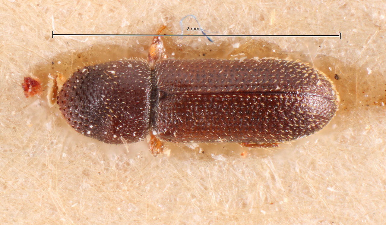 Genus / Species: Pseudothysanoes guevinae | Image Author: TH Atkinson | Location: Chile, Araucanía (IX), Manzanar | Image Type: holotype | Collection: Naturhistorisches Museum Wien
