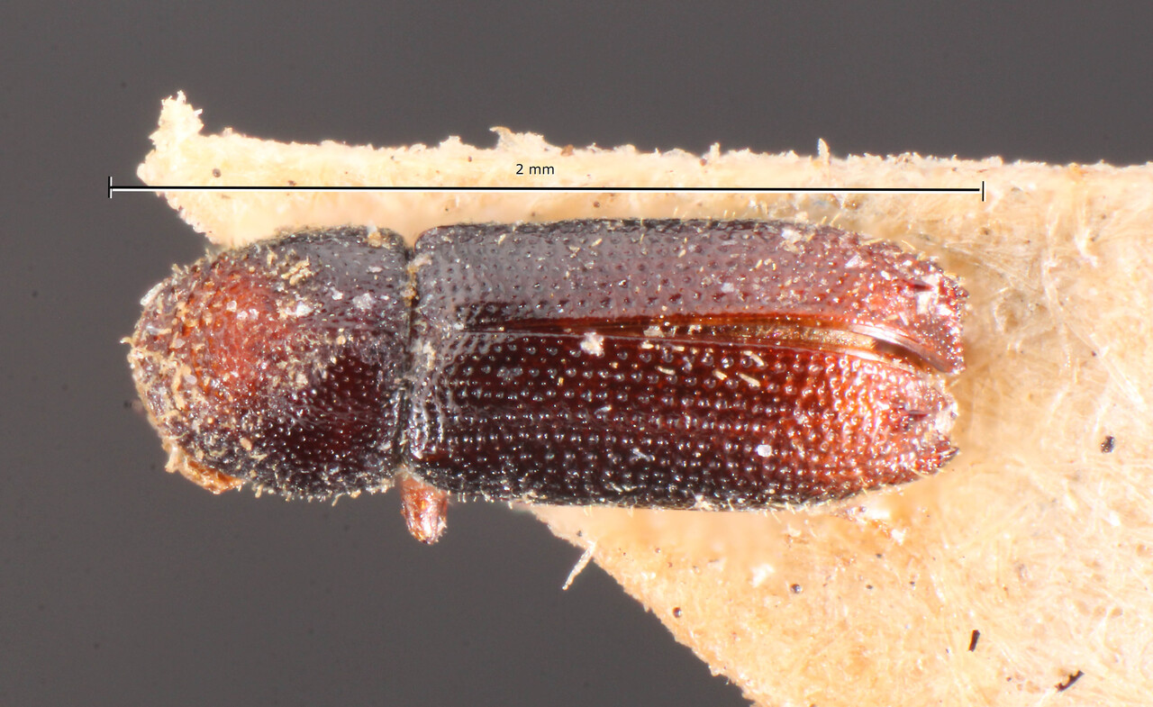 Genus / Species: Pseudothysanoes spinatus | Image Author: TH Atkinson | Location: Chile, unknown, Chile (country / region) | Image Type: lectotype | Collection: Naturhistorisches Museum Wien